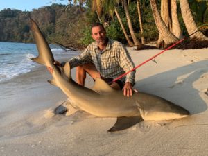 Requin en surf de la plage